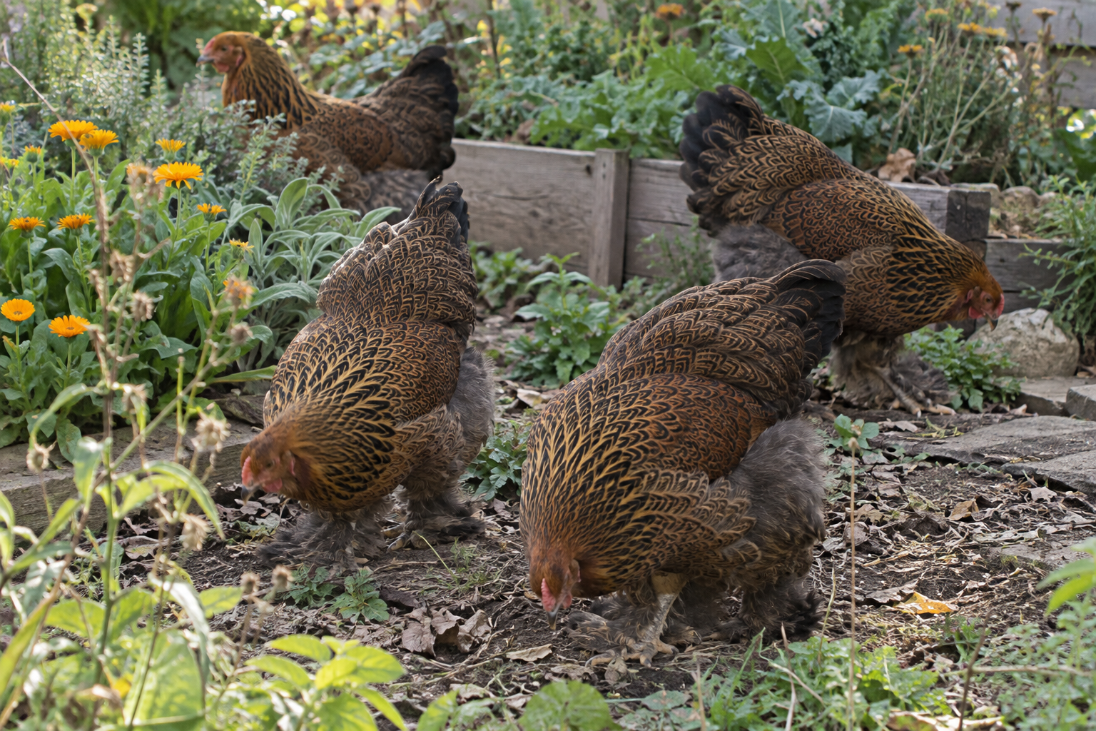 A flock of richly patterned brown Brahma chickens among garden plants