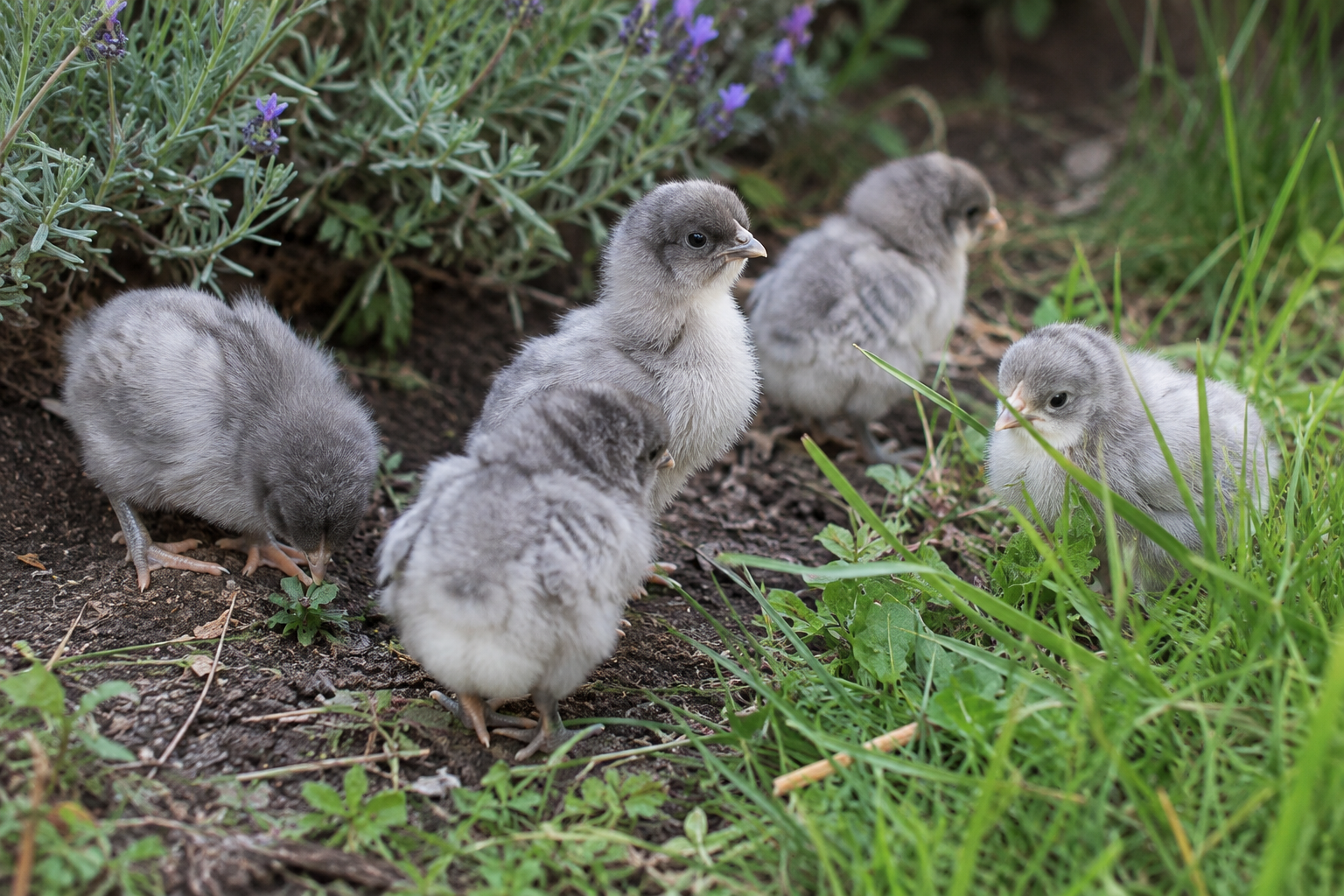A group of small lavender-grey chicks exploring grass and leaves