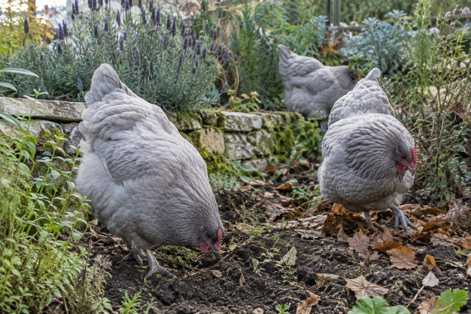 Lavender Orpington chickens foraging among garden plants